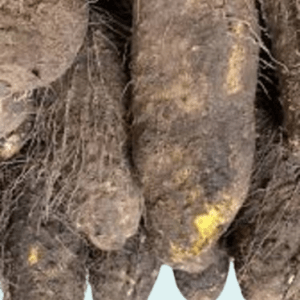 Abuja Yam