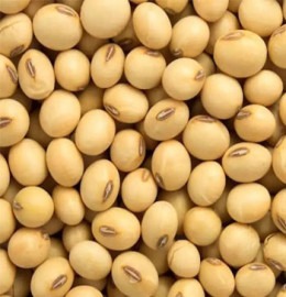 Bambara Nut (Okpa)