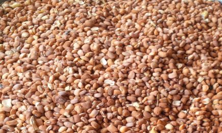 Brown Beans(Olo 2)
