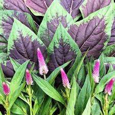 Fresh Spinach (Efo Shoko) green leafy vegetable