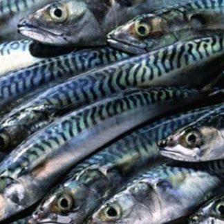 Titus(Mackerel)
