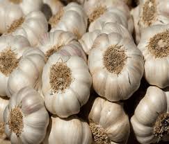 Fresh Garlic 1