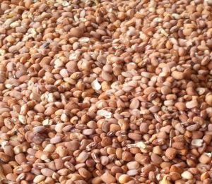 Honey Beans(Ewa Oloyin)
