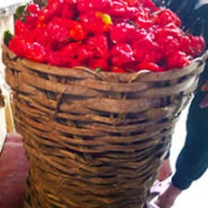 Fresh Ata Rodo pepper for spicy Nigerian cooking