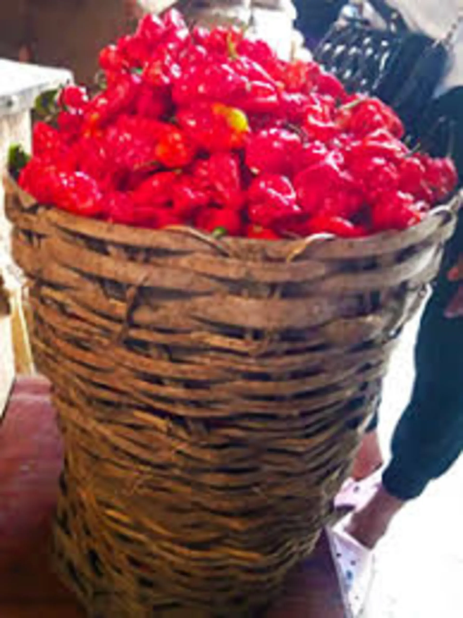 Fresh Ata Rodo pepper for spicy Nigerian cooking