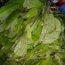 Oha Leaves