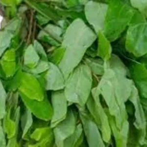 Oha leaves Naija Food Basket Hub
