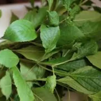 Scent Leaves Naija Food Basket Hub