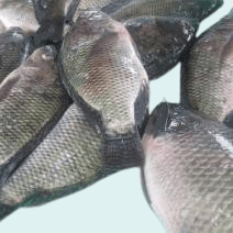 Fresh Tilapia Fish