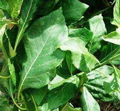 Bitter Leaf Naija Food Basket Hub